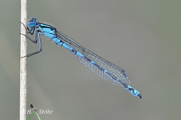 Gemeine Becherjungfer (Enallagma cyathigerum)